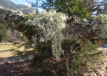 Eichenmoos (Evernia prunastri) - © Bernard Wieser